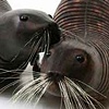 seals