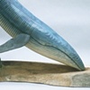large humpback whale