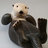 sea otter