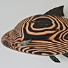 bream wall fish