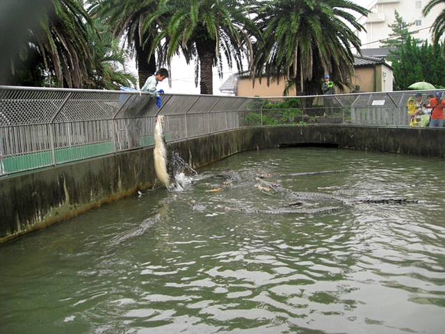 Splash Image
