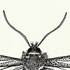 Entomological Illustration
