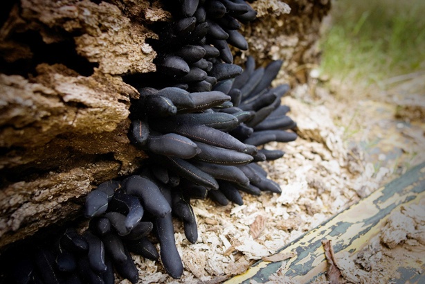 Detail of "Dead Man's Fingers"