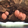 Orange Fungi in Tree