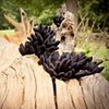 Black Spores II