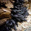 Detail of "Dead Man's Fingers"