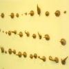 Debra Greene "Bronze Yellow Data:523"