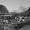 Horse Herder