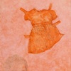 Lynn Criswell "Untitled" (drawings)