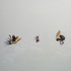 Three Bees