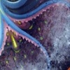 cosmic octo