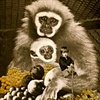 Monkeyboy by Jessica Teffer