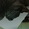 entertaining kitties