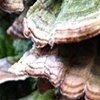 the natural beauty of mold