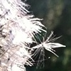 Make a wish