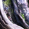 what grew there
