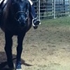 my secret life as an equestrienne