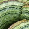 green pringles