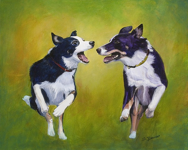 dog, border collie, pet, herding dog, animal, collie, pet portrait, green
