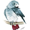 African Grey Parrot