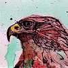 the hawk