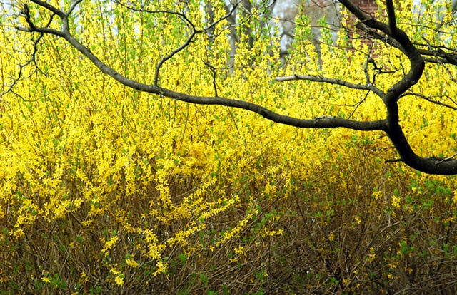 Forsythia