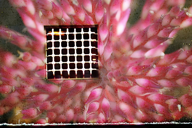 'Urban Petal'