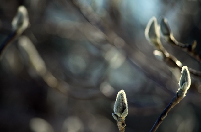 Preface To Spring