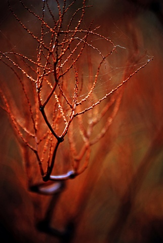 Red Bush