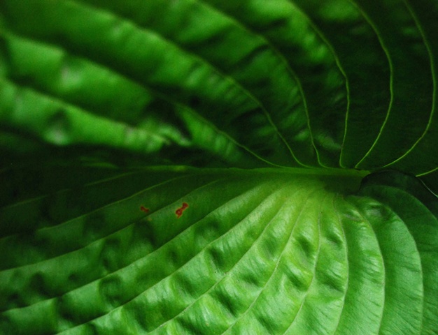 Hosta