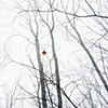 Lone Leaf