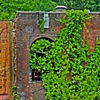 Overgrown