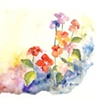 Lorna's Impatiens