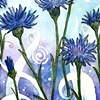 Cornflower