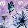 Queen Anne's Lace