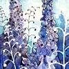 Delphinium