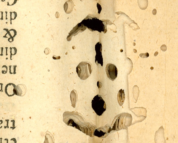 Infestations-worm holes