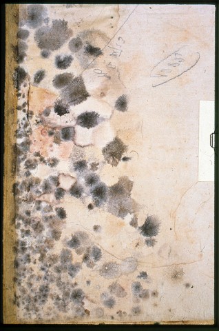 Infestation - Mold