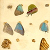 Infestations-wings