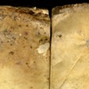 Infestations - Mold