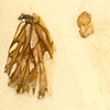 Infestations - Wings