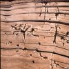 Infestations -Worm Holes