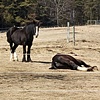 Mourner