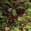 Streambed
