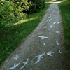 Flight Path