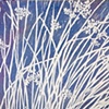 White Rushes