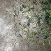 detail of "By the Side of the Road at the Edge of Town"