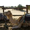My ride to the Bedouin tents in the Negev Desert