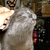 Pooky- the best cat