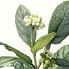 botanicals